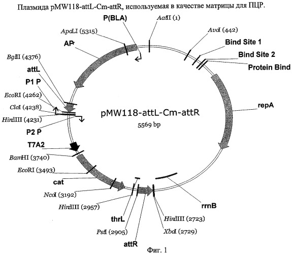 Способ получения l-треонина и l-аргинина с использованием бактерии, принадлежащей к роду escherichia, в которой инактивирован ген ybiv (патент 2320719)