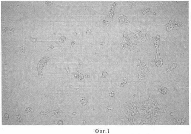 Микроноситель для культивирования субстратзависимых клеток животных in vitro (патент 2328527)