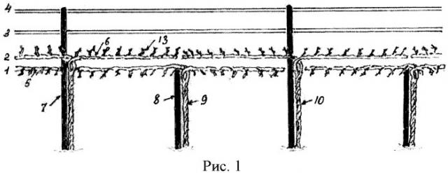 Способ формирования виноградных кустов (патент 2478279)