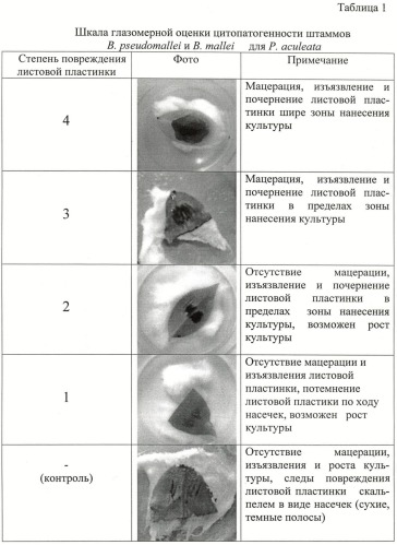 Способ косвенной оценки вирулентности штаммов патогенных буркхольдерий по признаку цитопатогенности (патент 2485182)