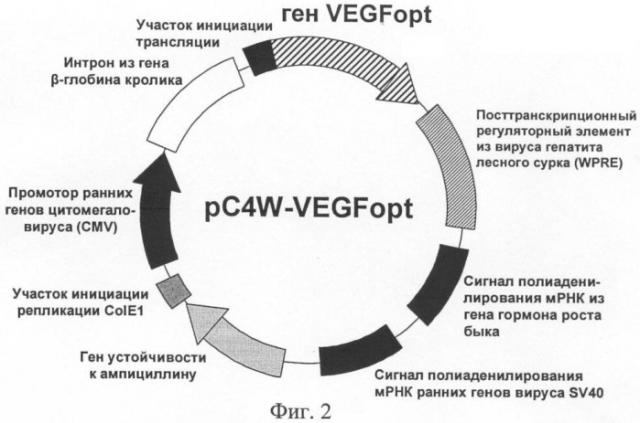 Ген vegfopt фактора роста эндотелия сосудов человека (патент 2385937)