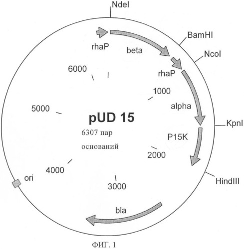 Нитрилгидратаза из rhodococcus (патент 2385932)