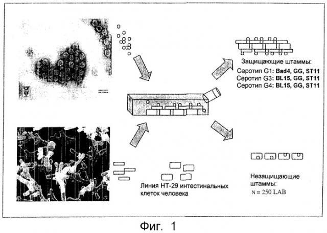 Штамм бактерий lactobacillus paracasei cncm i-2116 (ncc 2461), обладающий способностью предотвращать заражение эпителиальных клеток кишечника ротавирусами, вызывающими диарею, и средство для лечения и/или профилактики нарушений, ассоциируемых с диареей, вызываемой ротавирусами (патент 2246956)