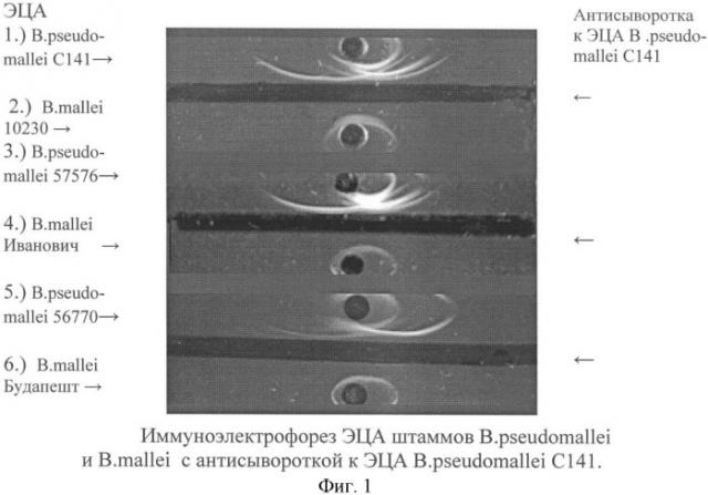 Способ дифференциации возбудителей мелиоидоза и сапа методом иммуноэлектрофореза (патент 2366715)