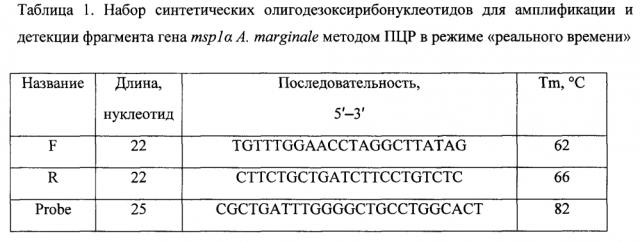 Набор синтетических олигодезоксирибонуклеотидов для детекции гена msp1α риккетсии anaplasma marginale методом полимеразной цепной реакции в режиме 