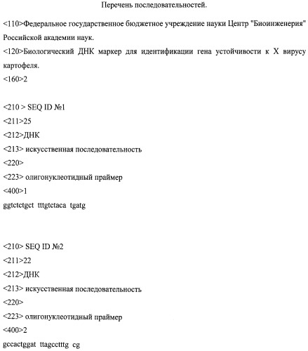 Биологический днк маркер для идентификации гена устойчивости к х вирусу картофеля (патент 2522828)