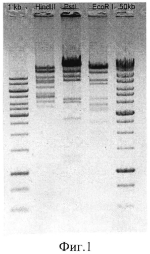 Штамм бактериофага citrobacter freundii cf17, способный лизировать патогенные штаммы citrobacter freundii (патент 2565559)