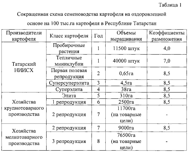 Способ выращивания мини-клубней оздоровленного картофеля в защищенном грунте (патент 2569239)