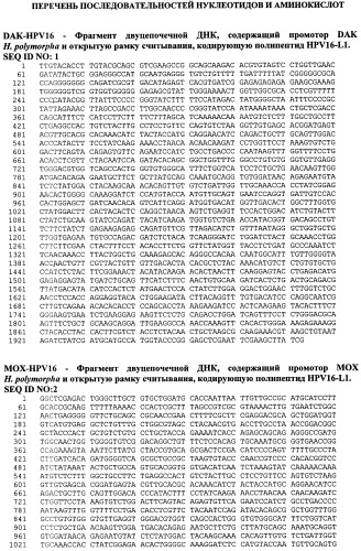 Рекомбинантный штамм дрожжей hansenula polymorpha - продуцент главного капсидного белка l1 вируса папилломы человека типа 16 (патент 2546241)