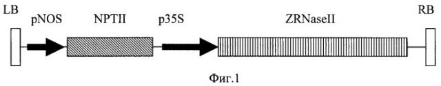 Рекомбинантная плазмида, обеспечивающая экспрессию гена экстраклеточной рибонуклеазы zinnia elegans zrnaseii в трансгенных растениях (варианты), и способ получения вирусоустойчивых форм растений (патент 2393226)