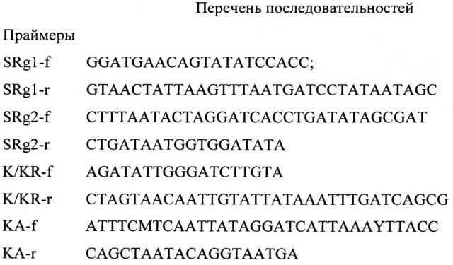 Способ дифференциации ключевых пород медоносных пчел в россии на основе мутагенной пцр-пдрф (патент 2653435)