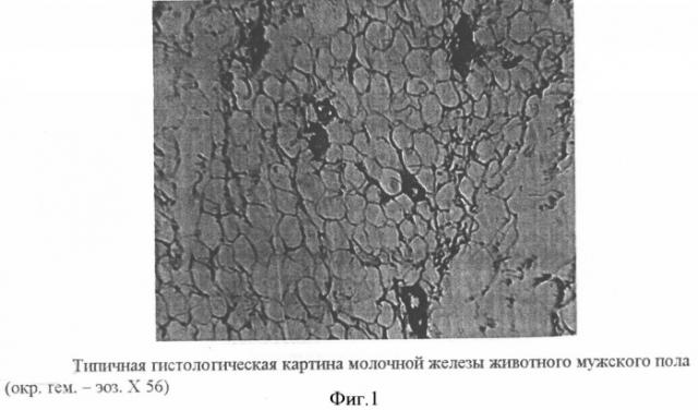 Способ моделирования гинекомастии в эксперименте (патент 2330327)