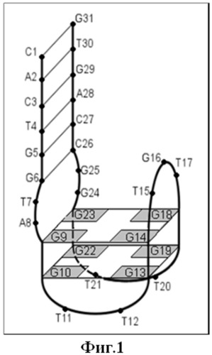 Комбинаторный способ получения днк-аптамерных ингибиторов тромбина и аптамерные олигонуклеотиды (варианты) (патент 2520094)