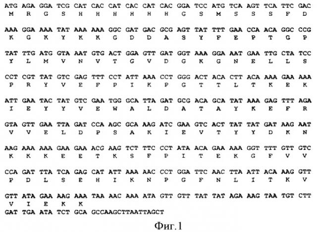 Рекомбинантная плазмидная днк, содержащая последовательность зрелой стафилокиназы staphylococcus aureus с лидерным пептидом из шести гистидиновых остатков, штамм escherichia coli mz08 и способ получения рекомбинантного белка, содержащего последовательность гена зрелой стафилокиназы с лидерным пептидом из шести гистидиновых остатков (патент 2422522)