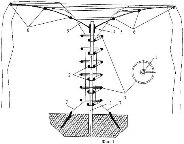 Способ формирования ствола и структуры кроны древесного виноградника (вариант русской логики - версия 3) (патент 2479987)