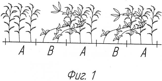 Способ одновременного посева зерновых и зернобобовых культур (патент 2512009)