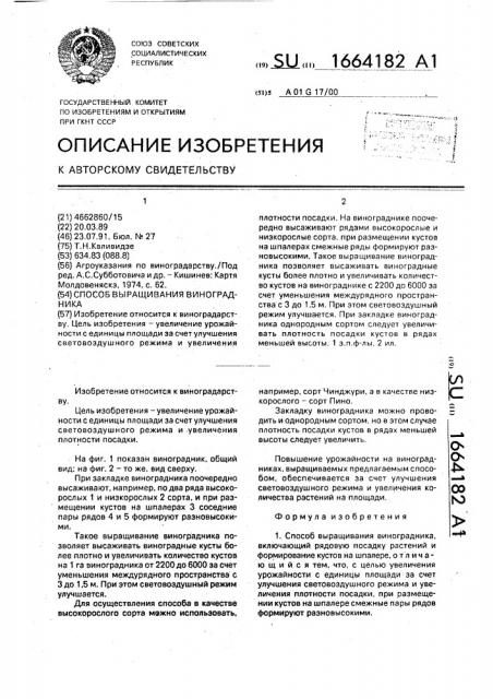 Способ выращивания виноградника (патент 1664182)