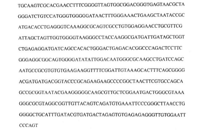 Штамм бактерии cluconacetobacter hansenii gh-1/2008 - продуцент бактериальной целлюлозы (патент 2464307)