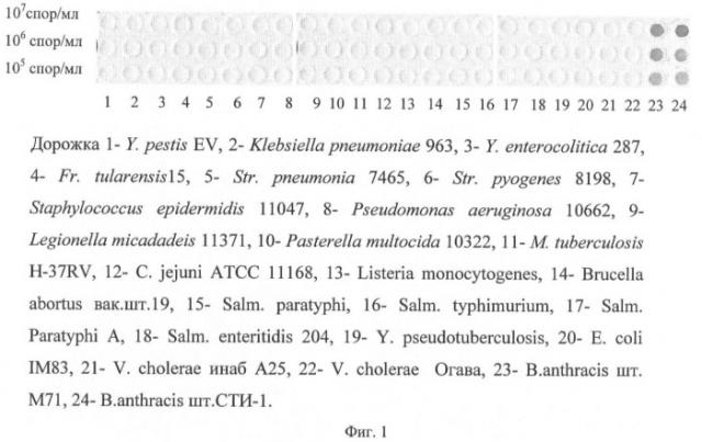 Штамм гибридных культивируемых клеток животных mus musculus 1e6 - продуцент моноклональных антител, специфичных к спорам bacillus anthracis (патент 2439148)