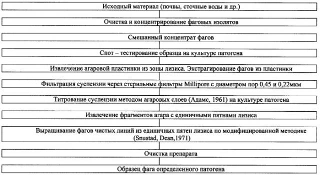 Штамм бактериофага bacillus anthracis r/d, используемый для получения препарата для диагностики сибиреязвенной инфекции, жидкий препарат для диагностики сибиреязвенной инфекции и препарат для диагностики сибиреязвенной инфекции (патент 2351650)