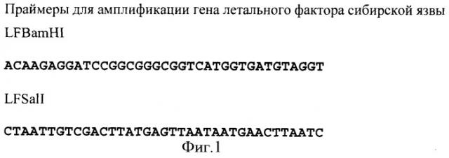 Способ получения функционально активного рекомбинантного белка летального фактора язвы (lf), рекомбинантная плазмидная днк pethis-lf, кодирующая активный белок lf и штамм escherichia coli bl-hislf, продуцирующий активный белок летального фактора сибирской язвы (патент 2361921)