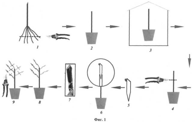Способ тиражирования садовых культур высших категорий качества методом настольной прививки (патент 2498559)