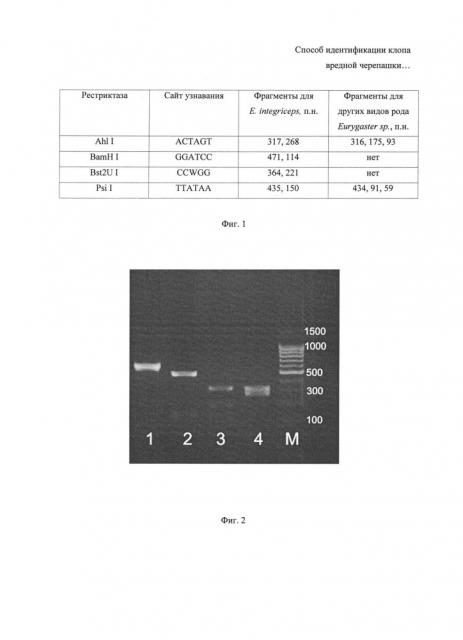 Способ идентификации клопа вредной черепашки (eurygaster integriceps puton, 1881) на основе рестрикционного анализа гена цитохромоксидазы митохондриальной днк (патент 2617935)
