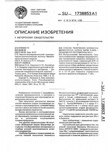 Способ получения биомассы micrococcus luтеns вкпм в-2836 продуцента рестриктазы mlu 1 (патент 1738853)