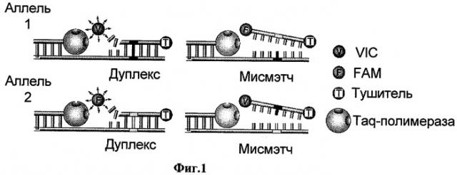 Способ одновременного днк-тестирования на наличие полиморфизмов н63d и c282y в гене hfe, связанных с наследственным гемохроматозом (патент 2304170)