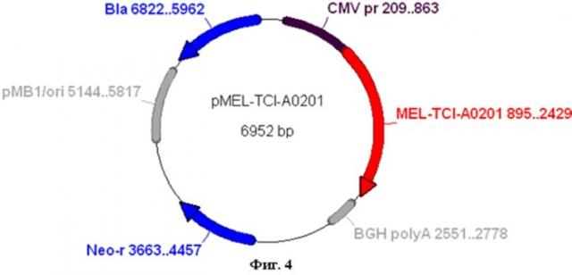Искусственный ген mel-tci-a0201, кодирующий полиэпитопный белок-иммуноген mel-tci-a0201, рекомбинантная плазмидная днк pmel-tci-a0201, обеспечивающая экспрессию искусственного гена mel-tci-a0201 и искусственный белок-иммуноген mel-tci-a0201, содержащий множественные ctl- и th-эпитопы антигенов меланомы (патент 2522830)