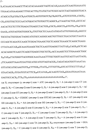 Гены звездчатки stellaria media, кодирующие защитные пептиды (патент 2457251)