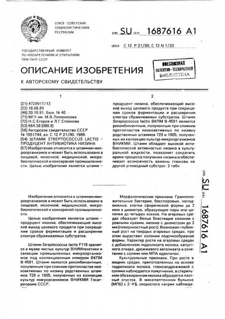 Штамм sтrертососсus lастis - продуцент антибиотика низина (патент 1687616)