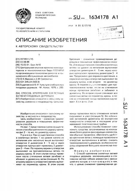 Способ крепления скелетных ветвей плодовых деревьев (патент 1634178)