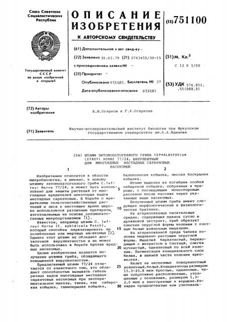 Штамм энтомопатогенного гриба сорнаlоsроriuм lefroji ноrnе вирулентный для многоядных нестадных саранчевых насекомых (патент 751100)
