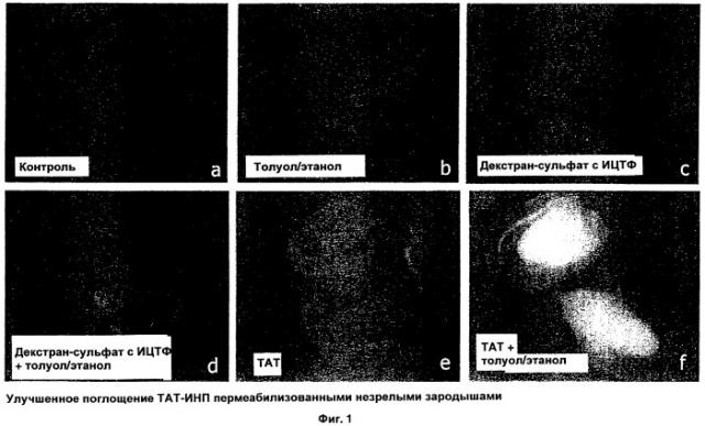 Способ трансфекции и трансдукции растительных клеток (патент 2485180)