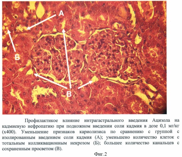 Способ профилактики кадмиевой нефропатии у экспериментальных животных при хроническом отравлении (патент 2366459)
