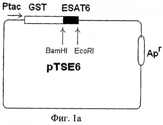 Рекомбинантная плазмидная днк ptse6, кодирующая гибридный полипептид gst-esat-6 со свойствами видоспецифичного микобактериального антигена esat-6, рекомбинантный штамм бактерий escherichia coli - продуцент гибридного полипептида gst-esat-6 и рекомбинантный полипептид gst-esat-6 (патент 2282661)