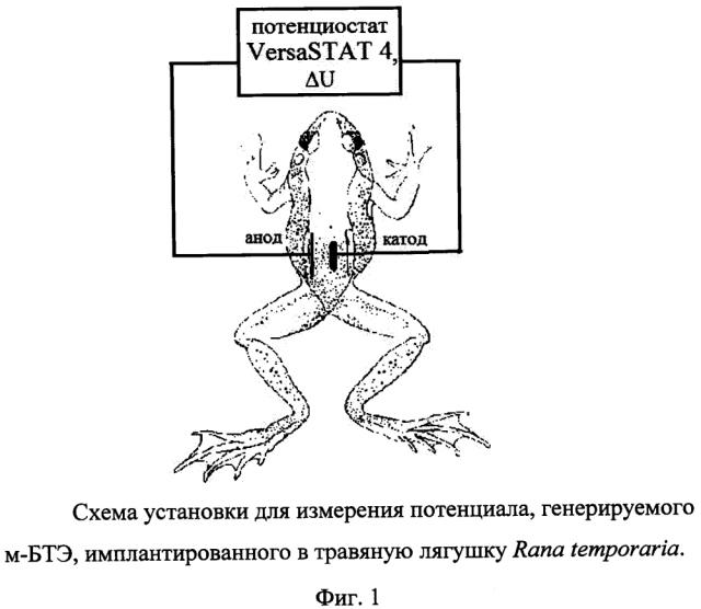 Способ получения электрической энергии с помощью микробного биотопливного элемента, имплантированного в организм живой травяной лягушки rana temporaria (патент 2599421)