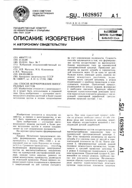 Способ формирования виноградных кустов (патент 1628957)
