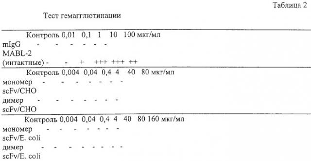 Модифицированное агонистическое антитело (патент 2295537)