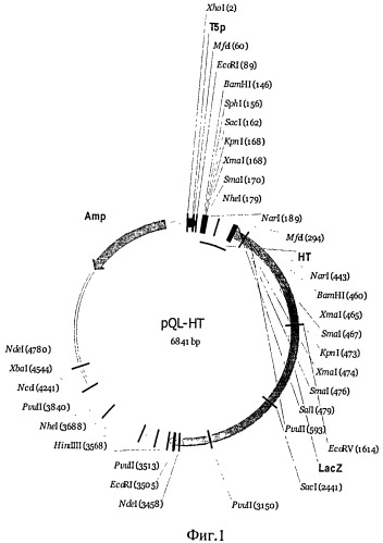 Способ получения рекомбинантного ферментативно-меченного антигена g2 хантавируса в клетках e.coli с целью его применения в иммуноферментном анализе при диагностике глпс (патент 2539836)