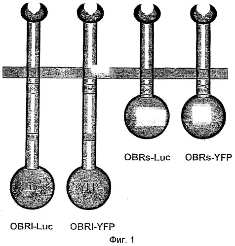 Способ определения лигандов рецептора лептина (патент 2373534)