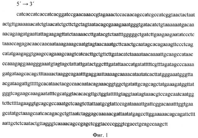 Рекомбинантная днк, обеспечивающая получение рекомбинантного белка pb1, обладающего протективными свойствами в отношении streptococcus pyogenes и streptococcus agalactiae (патент 2378374)