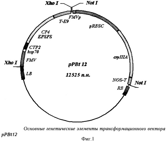 Рекомбинантная полинуклеотидная последовательность, характеризующая уникальный трансформационный акт между генетической конструкцией, включающей ген cryiiia, и геномной днк картофеля сорта луговской, ее применение и содержащие эту последовательность клетка, трансгенное растение и его потомство (патент 2337529)