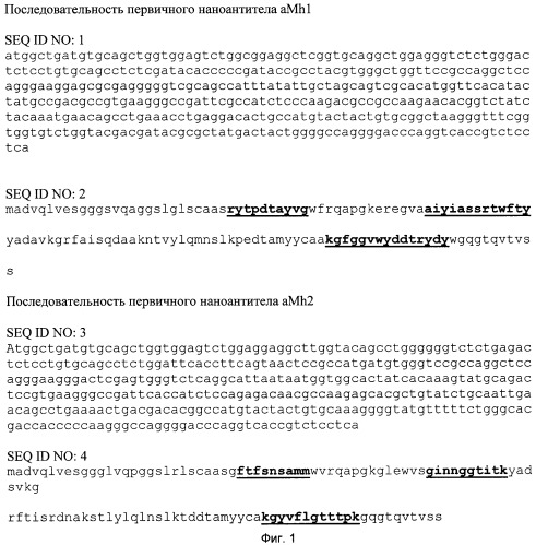 Наноантитела amh1, amh2, связывающие антиген mycoplasma hominis, способ их получения, способ лечения инфекции, вызванной mycoplasma hominis (патент 2484095)