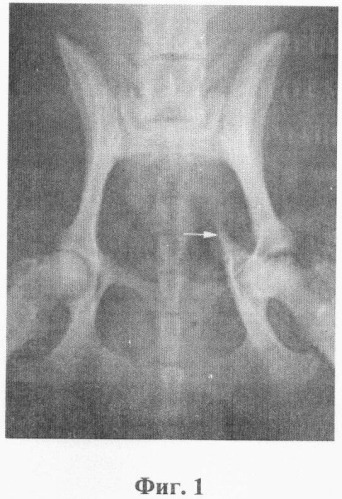 Способ лечения повреждений тазобедренного сустава у мелких домашних животных (патент 2371144)
