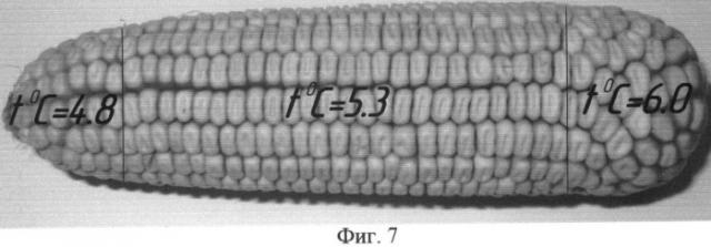 Способ определения биологически ценных семян кукурузы (патент 2506734)