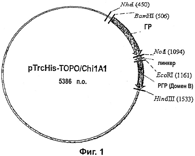Мультимеры рецептор-связывающих лигандов (патент 2325400)
