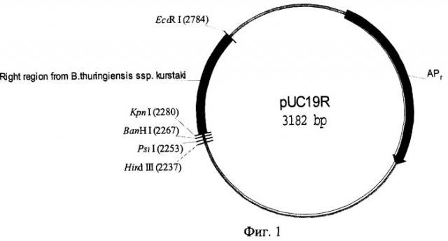 Рекомбинантная плазмидная днк, кодирующая синтез дельта-эндотоксина cry iiia, и штамм bacillus thuringiensis ssp. kurstaki, полученный на основе рекомбинантной плазмидной днк (патент 2278161)