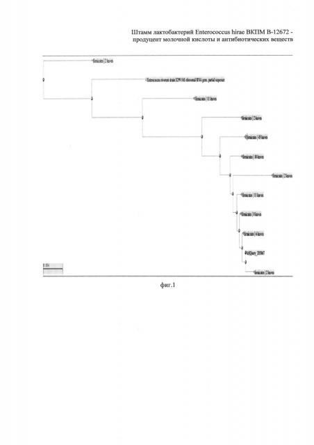 Штамм лактобактерий enterococcus hirae - продуцент молочной кислоты и компонент закваски для производства пробиотических продуктов (патент 2650782)